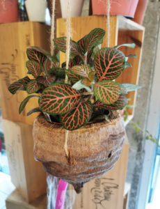 Suspension pour plante